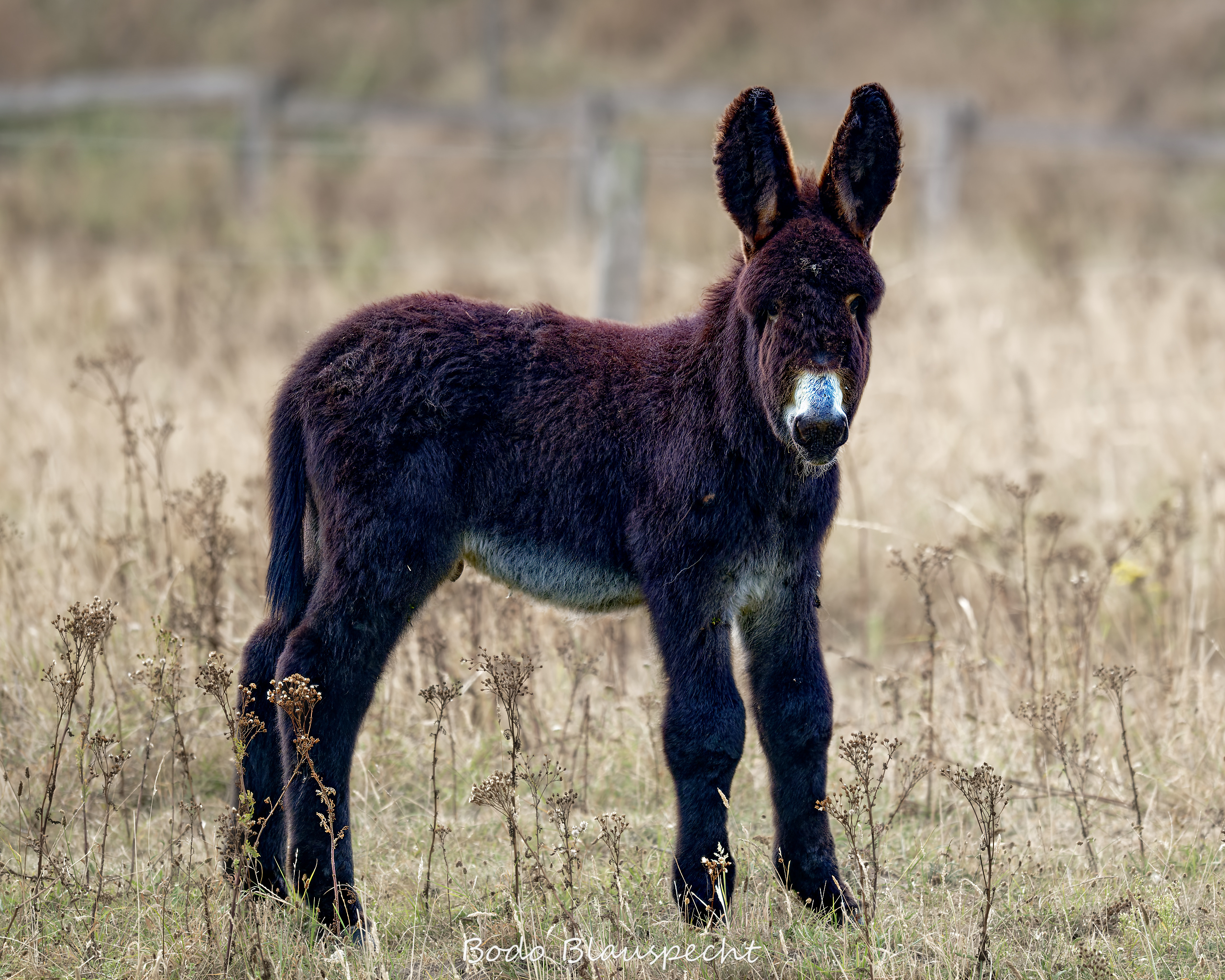 08.23 16.37 73   Poitou Esel   Steveraue WEB